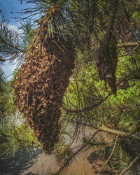 Low angle view of pine tree in forest