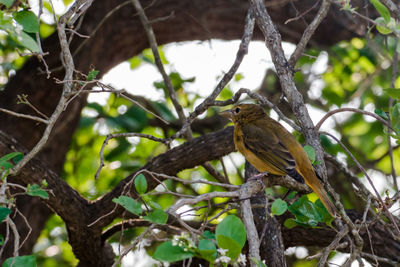 Low angle view of bird perching on tree