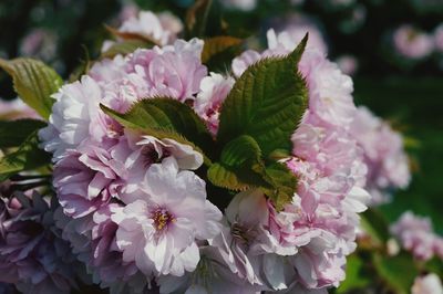 Close-up of pink flowers blooming outdoors