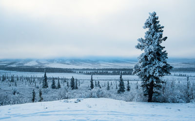 Snow covered field by trees against sky