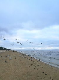 Seagulls flying over beach against sky