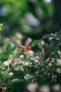 Close-up of insect on flower