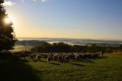 Scenic view of field against sky during sunset