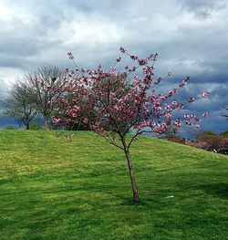 Cherry blossoms on field against sky