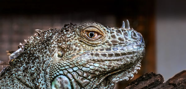 Close-up of lizard