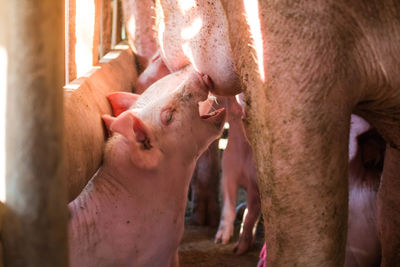 Pig feeding piglet at farm