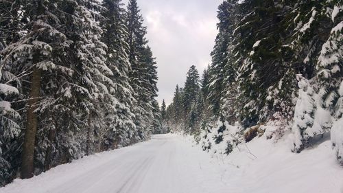 Snow covered road amidst trees against sky