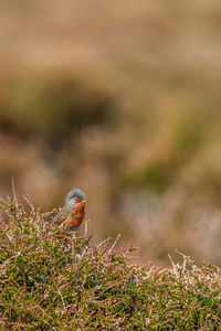 Close-up of a bird on a field