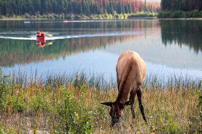 An elk grazes as a canoe paddles by in the background.