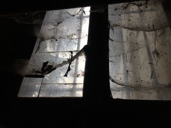 Close-up of a bird on window