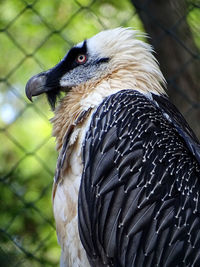 Low angle view of bearded vulture
