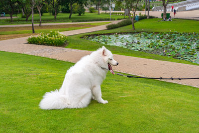 White cat in park