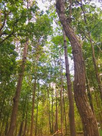 Low angle view of trees in forest