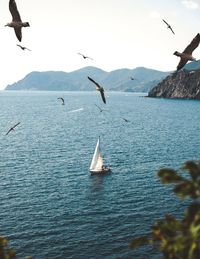 Seagulls flying over sea against sky