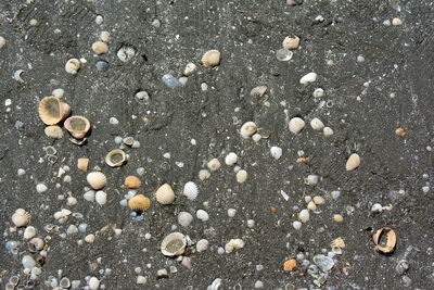 High angle view of shells on sand