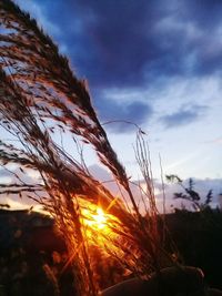 Close-up of silhouette plants on field against sunset sky