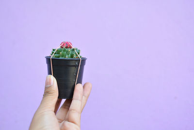 Cropped hand holding potted plant against purple background
