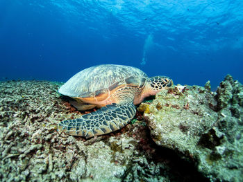 Turtle chilling on top of the reef