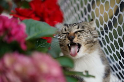 Close-up of a cat with eyes closed