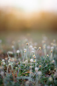Close-up of flowering plants on field