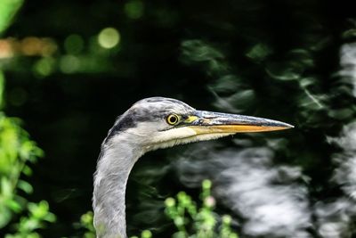 Close-up of bird