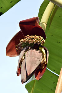 Close-up of red rose flower against sky