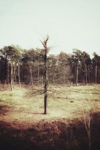 Trees on field against clear sky