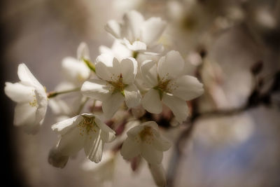 Close-up of white cherry blossoms in spring