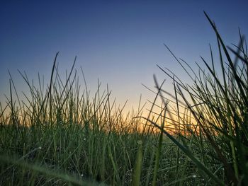 Scenic view of field against clear sky