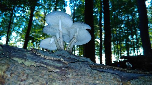 Close-up of pine tree trunk