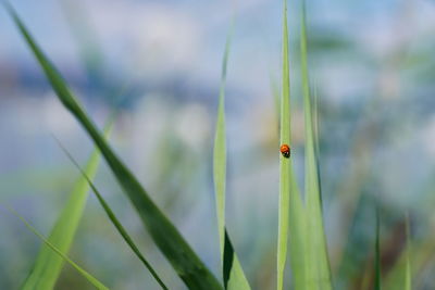 Close-up of ladybug on grass