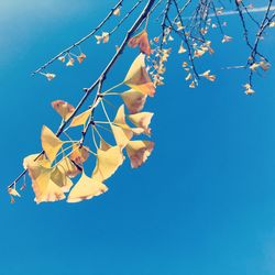 Low angle view of leaves against clear blue sky