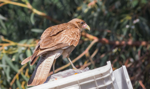 Close-up of bird perching on a land