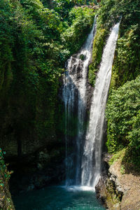 Scenic view of waterfall in forest