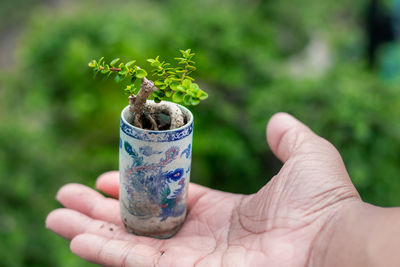 Close-up of hand holding plant