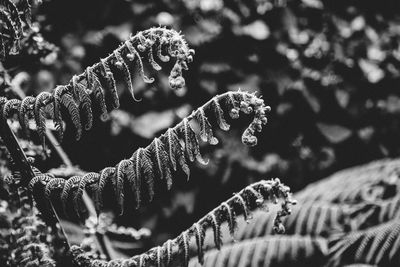 Close-up of fern