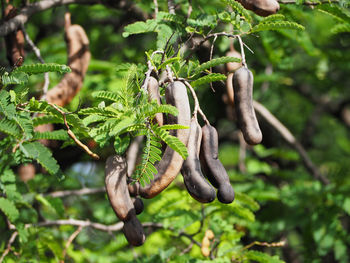 Close-up of plant