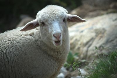 Close-up portrait of sheep