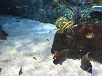 Close-up of hand feeding fish in aquarium