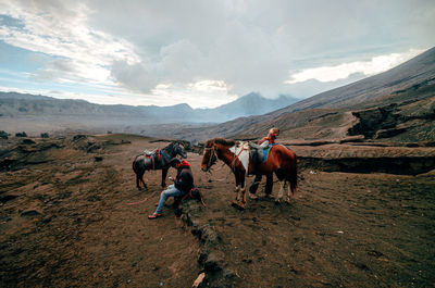 Group of horses on landscape