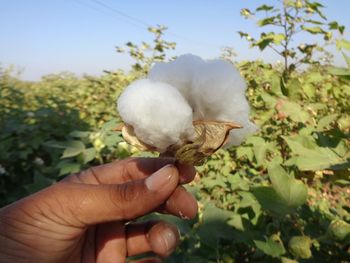 Close-up of hand holding cotton plant on field