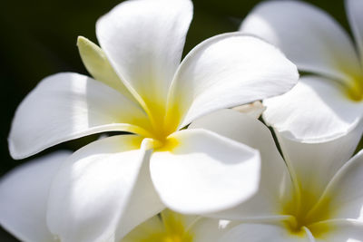 Close-up of white flower blooming outdoors