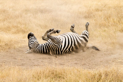 Zebra and zebras