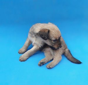 Close-up of puppy sleeping against blue background