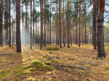 Trees in forest during autumn