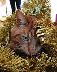 Close-up of lizard on tree