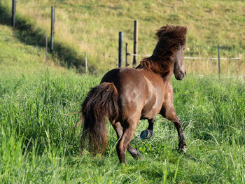 Horse in a field