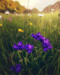 Close-up of purple flowering plants on field