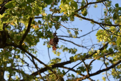 Low angle view of single brown leaf and flower tree against sky