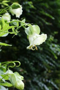 Close-up of flower blooming outdoors